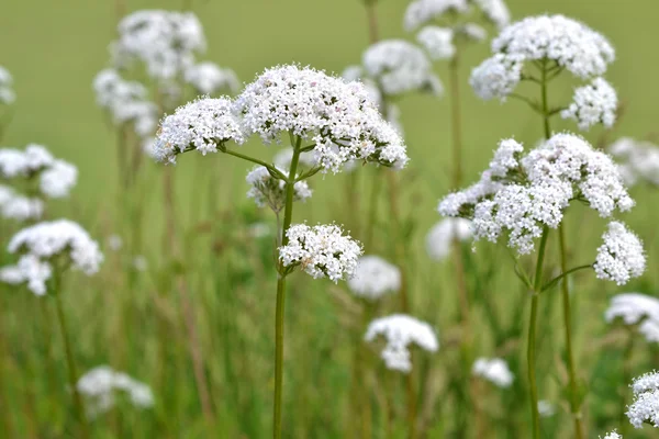 büyük burnet-saxifrage çiçek.