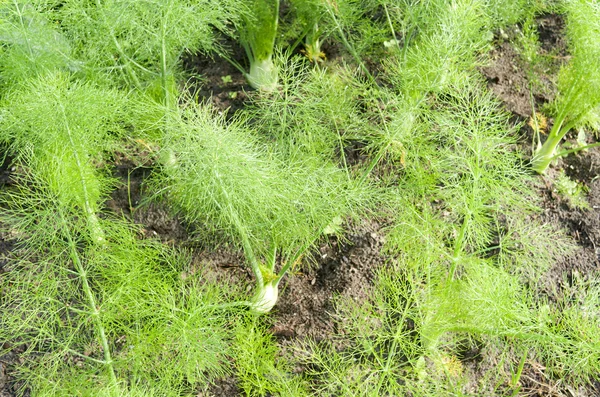 Fennel in the organic vegetable garden. — Stock Photo, Image