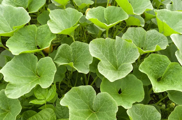 Pumpa växter i den ekologiska köksträdgård. — Stockfoto