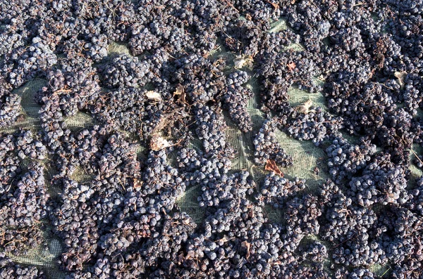 Les raisins séchent sur le terrain . — Photo