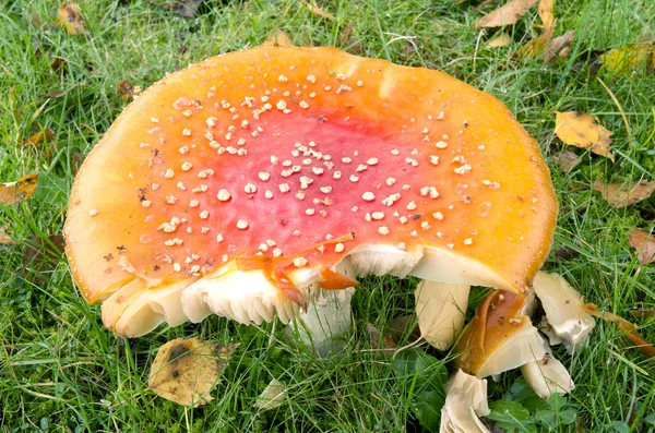 Amanita muscaria mushrooms. — Stock Photo, Image