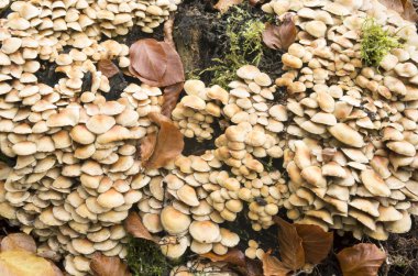 hypholoma fasciculare mantar.