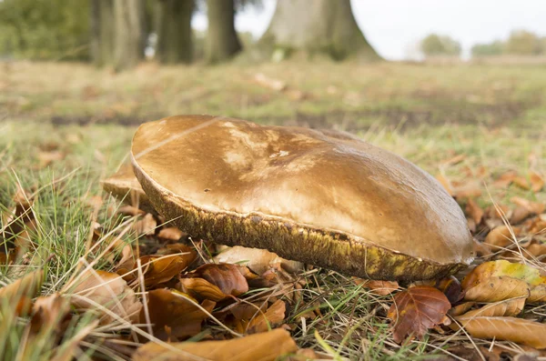 Suillus bovinus mushroom. — Stock Photo, Image