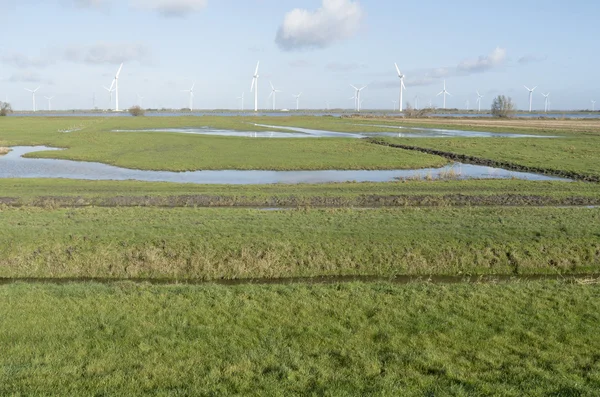 Pastures in The Netherlands. — Stock Photo, Image