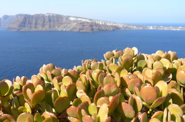 View with succulents of Thira at. — Stock Photo, Image