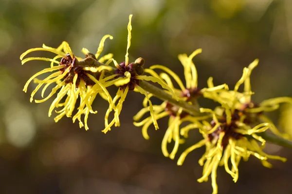 Hamamelis ή μαγισσών φουντουκιές. Εικόνα Αρχείου