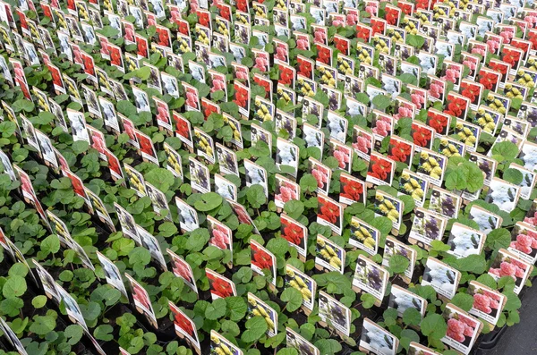 NETHERLANDS - VOORSCHOTEN - CIRCA APRIL 2014: Hollyhocks plants at the wholesale. — Zdjęcie stockowe