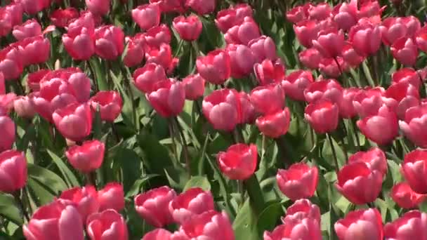 Tulpenfeld in de Zilk in der Zwiebelregion der Niederlande, in der Nähe des Keukenhofs. — Stockvideo