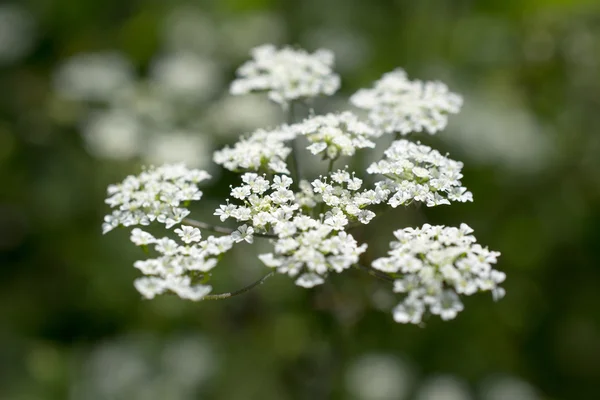 Kuhpetersilie. — Stockfoto