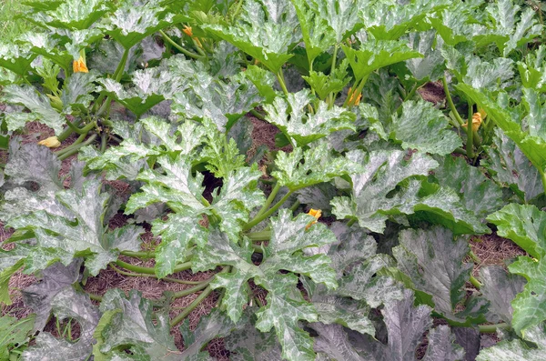 Courgette planten. — Stockfoto