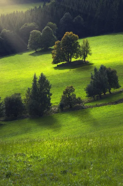 Albero sul prato — Foto Stock