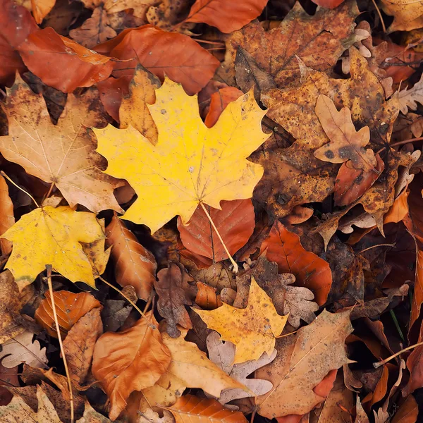 Autumn background — Stock Photo, Image