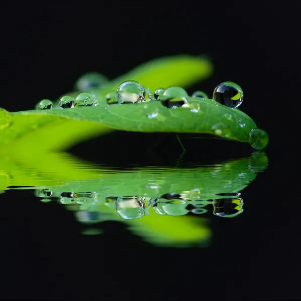 Goutte de pluie — Photo