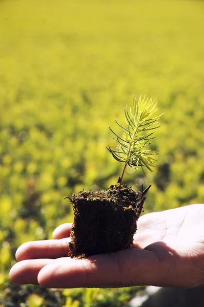 Árbol joven — Foto de Stock