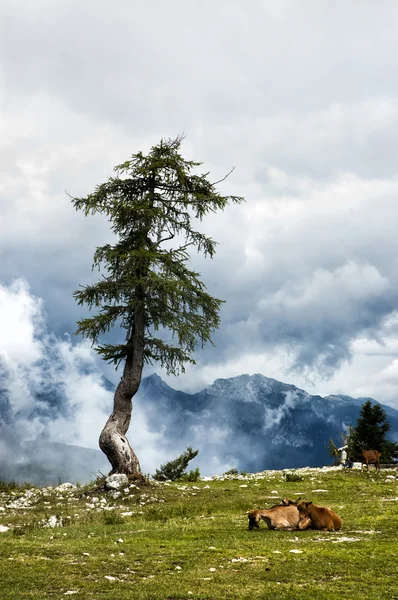 Dağ manzarası — Stok fotoğraf