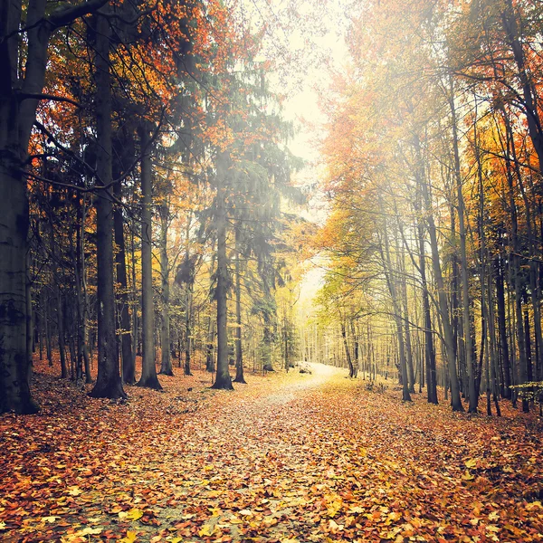 Sonbahar ormanı — Stok fotoğraf