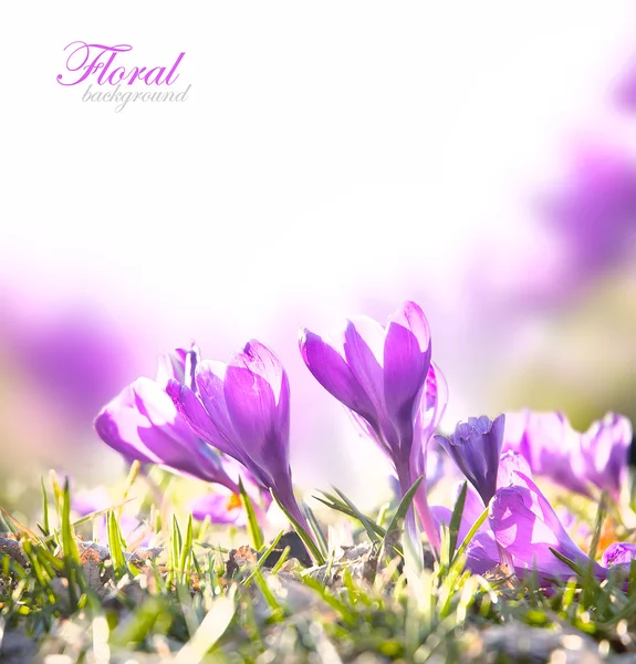 Цветы крокус-весны — стоковое фото