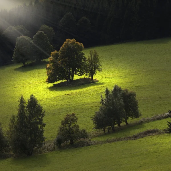 Arbre sur prairie — Photo