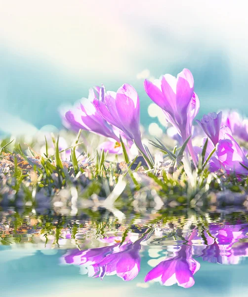 Crocuses field — Stock Photo, Image