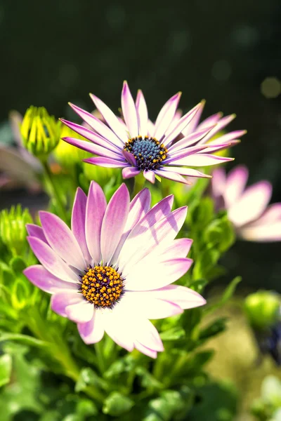 Fiore di primavera da vicino — Foto Stock