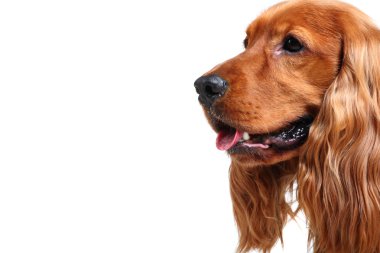 İngiliz cocker spaniel