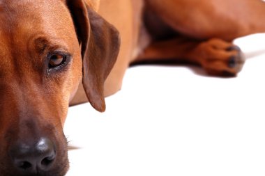 Rodezya ridgeback