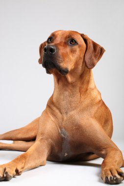 Rodezya ridgeback