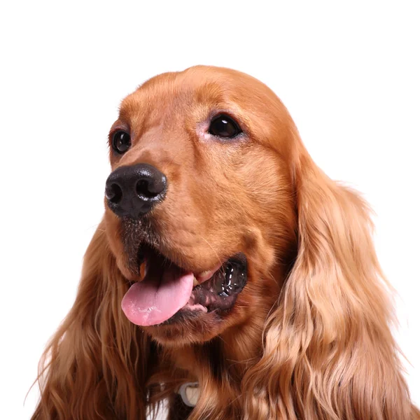 Inglese cocker spaniel — Foto Stock