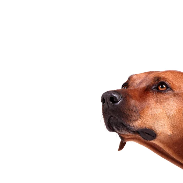 Rhodesian-Ridgeback — Stockfoto