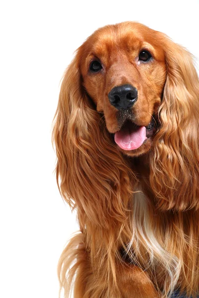 Inglese cocker spaniel — Foto Stock