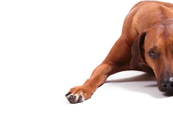 Rhodesian Ridgeback — Foto Stock