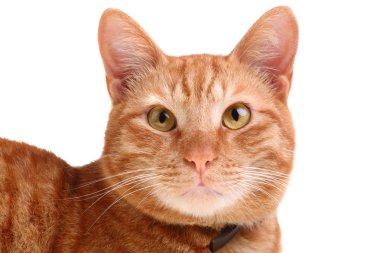 güzel kırmızı kedi dümdüz seyir