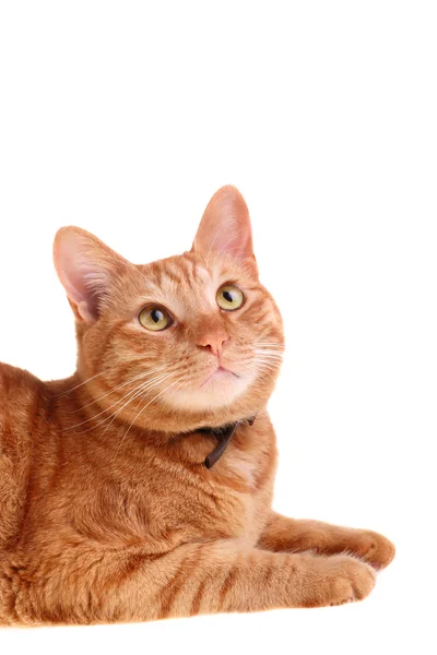 Beautiful red cat looking straight ahead — Stock Photo, Image