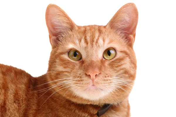 Beautiful red cat looking straight ahead — Stock Photo, Image