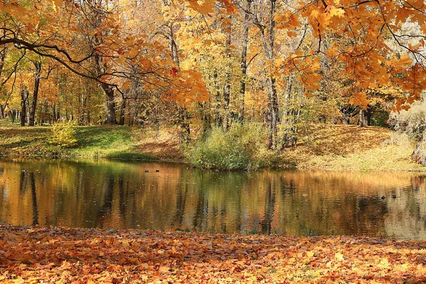 러시아의 백그라운드 Autumn 공원은 단풍나무 나무가 자라는 호수이다 공원의 아름다운 — 스톡 사진