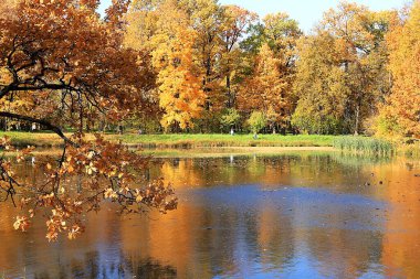 Ekim ayında güneşli bir günde sonbahar parkı, kırmızı akçaağaç yaprakları ve meşe yapraklarıyla dolu bir göl, arka plan. Parktaki güzel, parlak doğal manzara, mevsimler, altın sonbahar mevsimi, yürüyüş daveti,