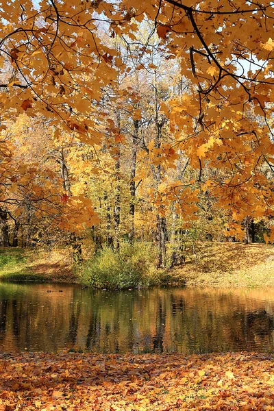 Parque Outono Outubro Dia Ensolarado Lago Com Folhas Bordo Vermelho — Fotografia de Stock
