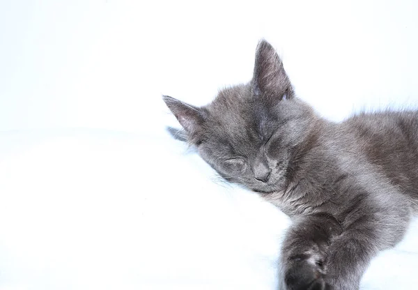 Κοντινό Πλάνο Μιας Κοιμώμενης Γάτας Φωτεινό Φόντο Χώρο Για Κείμενο — Φωτογραφία Αρχείου