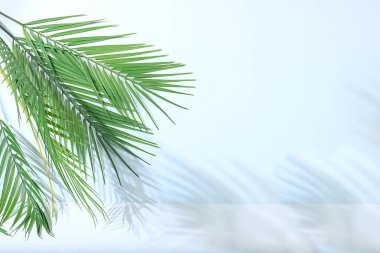 Kozmetik ürünleri, tasarım sahnesi, palmiye yaprakları ve gölgeli soyut arkaplan, modern yaratıcı ekran için boş bir vitrin,