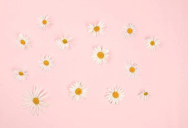 Pastel arka planda beyaz papatya çiçekleri olan kompozisyon, merhaba yaz konsepti, tasarım, desen, tebrik kartı, davetiye,