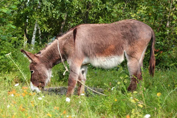 Wypas osioł — Zdjęcie stockowe