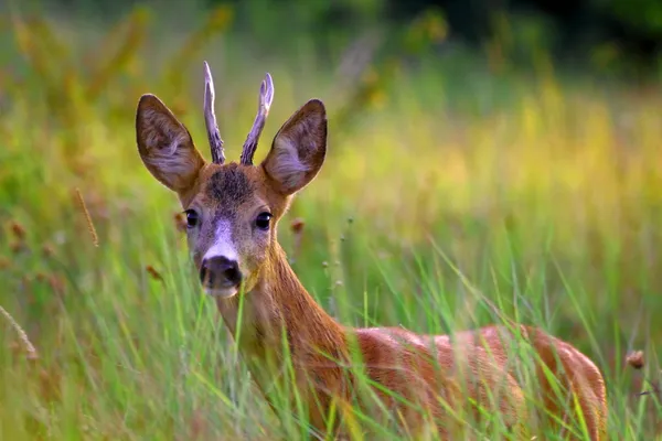 Jonge buck — Stockfoto