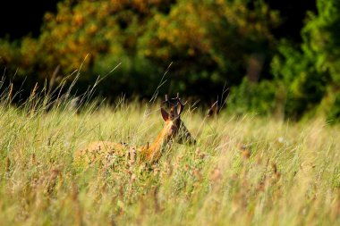 Roebuck geyik boynuzu