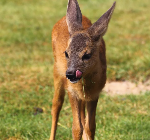 Retrato de un ciervo bebé — Foto de Stock