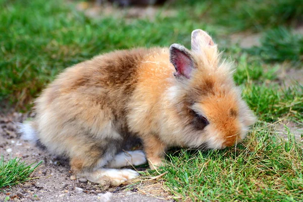 Cute little rabbit — Stock Photo, Image