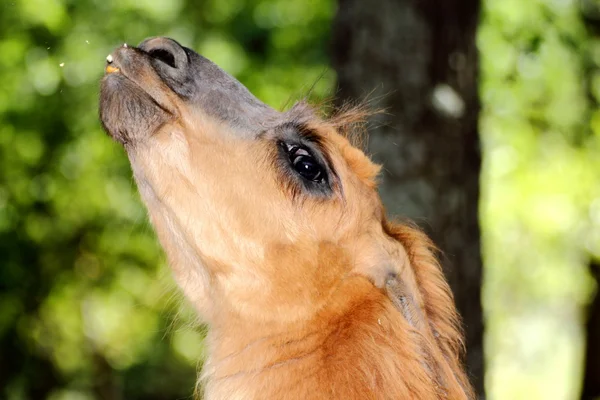 Spitting llama Stock Photo