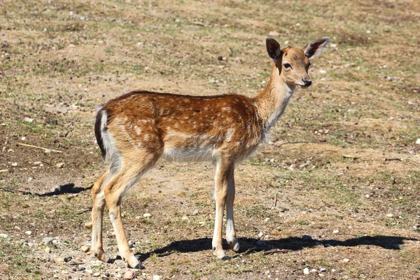 Fallow deer fawn — Stock Photo, Image