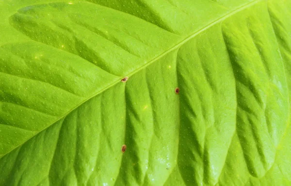 Hoja de limón infestada — Foto de Stock