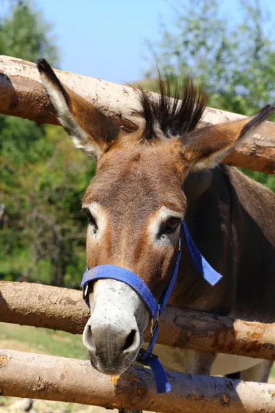 Funny donkey — Stock Photo, Image