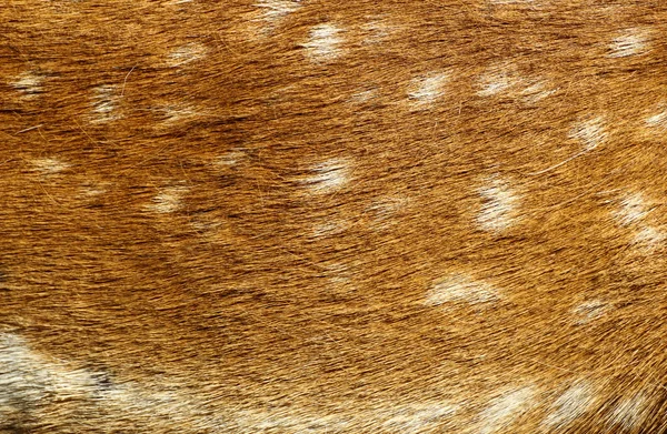 Fur pattern — Stock Photo, Image